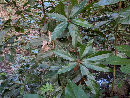 Neolitsea villosa observed 2025-05-17