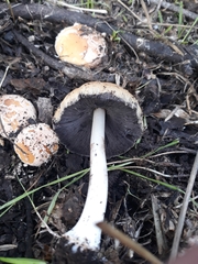 Coprinellus bipellis