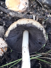 Coprinellus bipellis