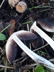 Coprinellus bipellis