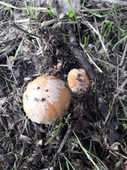 Coprinellus bipellis