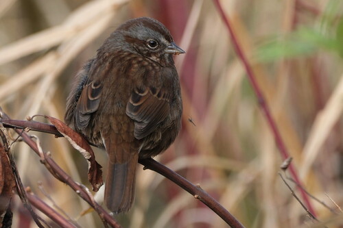 Song Sparrow