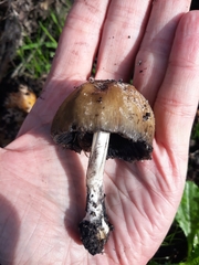 Coprinellus bipellis