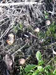 Coprinellus bipellis