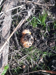 Coprinellus bipellis