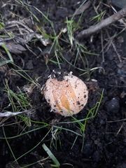Coprinellus bipellis