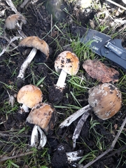 Coprinellus bipellis