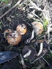 Coprinellus bipellis