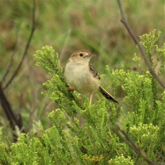 Cisticola lais