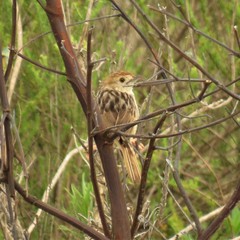 Cisticola lais