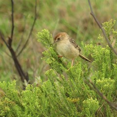Cisticola lais