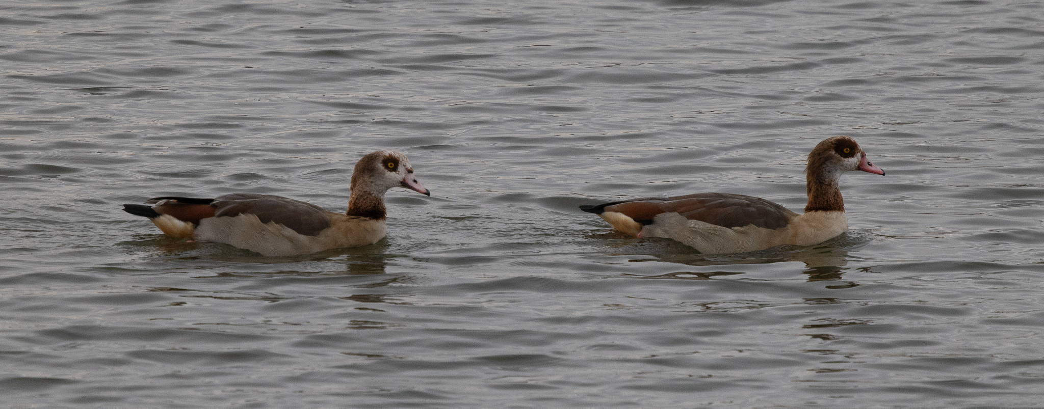 Alopochen aegyptiaca (Linnaeus, 1766)