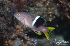 Golden-Spot-Hogfish photo 2