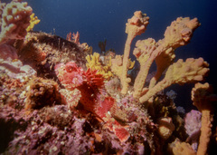 Pyura spinifera