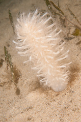 Veretillidae