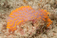 Polycitor giganteus