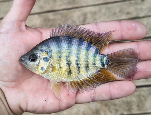 Flier cichlid (Archocentrus centrarchus) — Cichlidae — 4