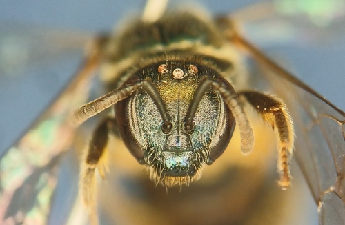 Obscure Sweat Bee