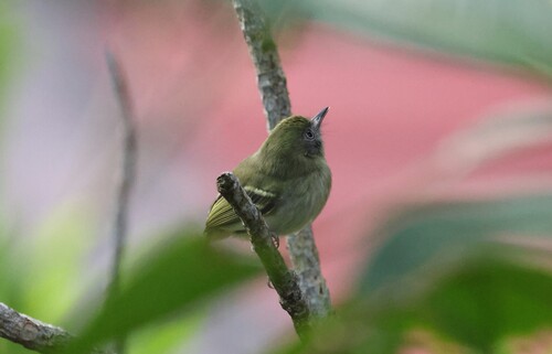 White-eyed Tody-Tyrant (Hemitriccus zosterops), photo 1