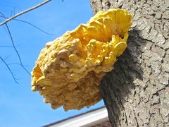 Laetiporus sulphureus