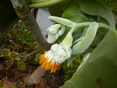 Dendroseris litoralis