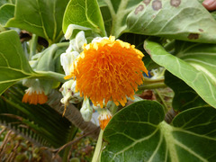 Dendroseris litoralis