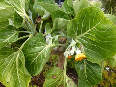 Dendroseris litoralis