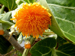 Dendroseris litoralis