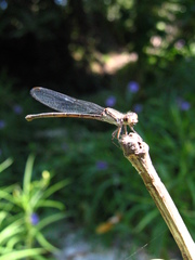 Argia translata