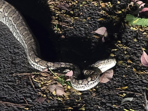 Coastal Carpet Python sighting