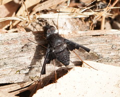 Anthrax dolabratus