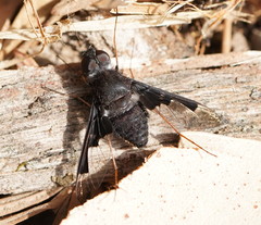 Anthrax dolabratus