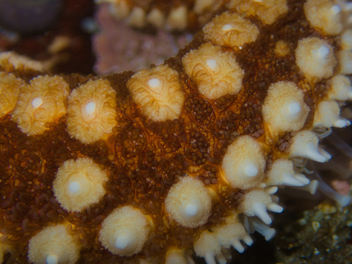 Large Spiny Star