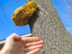 Laetiporus sulphureus