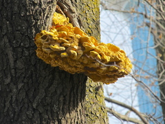 Laetiporus sulphureus