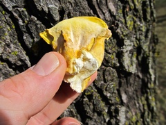 Laetiporus sulphureus