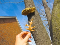 Laetiporus sulphureus