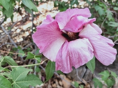 Gossypium sturtianum