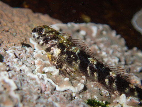 Chilean triplefin (Helcogrammoides chilensis) — Tripterygiidae