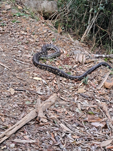 Coastal Carpet Python sighting
