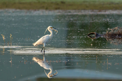 Egretta garzetta nigripes