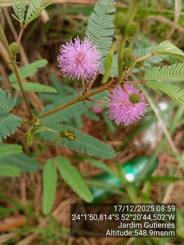 Mimosa polycarpa (Mimosa polycarpa)