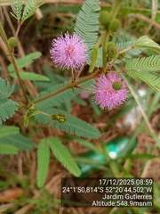 Mimosa polycarpa, photograph (c) Paulo C. O. Cunha, some rights reserved (CC BY)