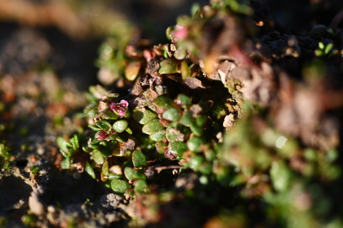 Six-stamened Waterwort (Elatine hexandra)