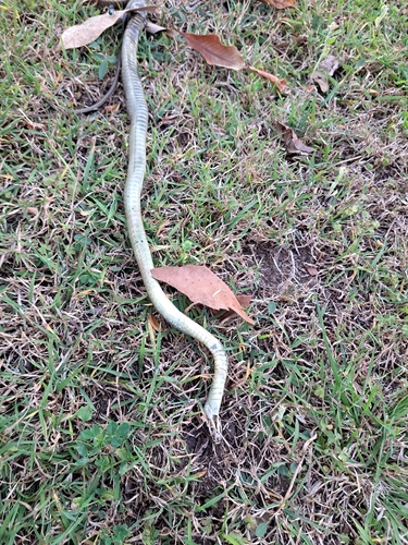 Common Tree Snake sighting