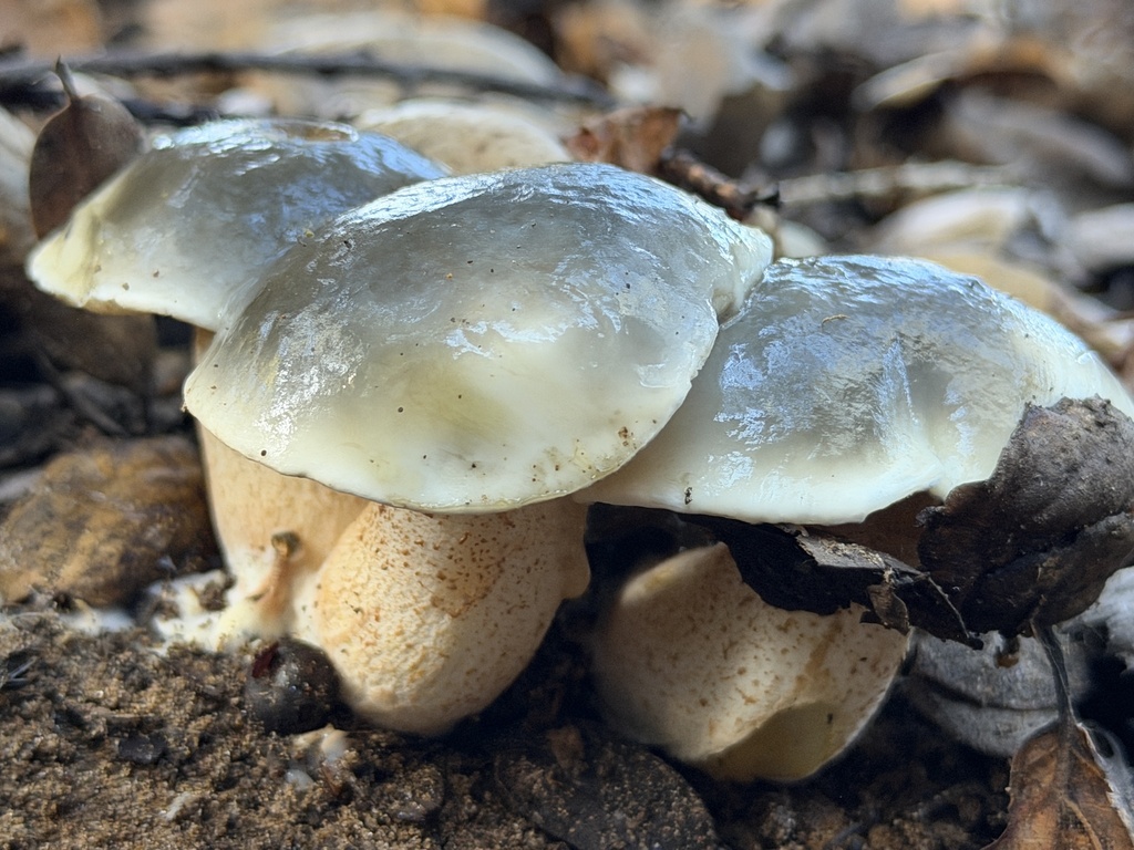 Suillus pungens · December 2025 · photo: © aheyman1 (iNaturalist, cc0)