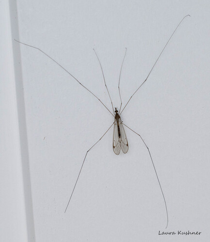 Unknown species found near 3254 SE Quay St, Port St. Lucie, FL 34984, USA