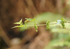 Urtica incisa