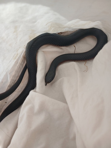 Red-bellied Black Snake sighting