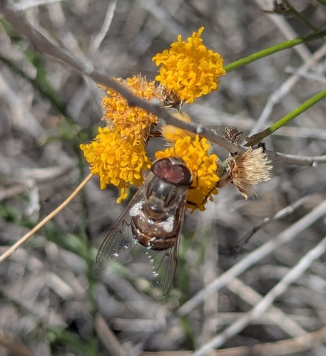 Unknown species found near Tucson, AZ 85743, USA